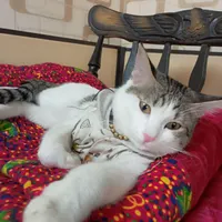 واگذاری رایگان گربه