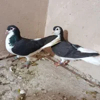 کبوتر خوب