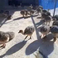 جوجه شترمرغ یکروزه و یکماهه|حیوانات مزرعه|ری, صالحآباد شرقی|دیوار