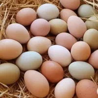 فروش عمده و پخش تخم مرغ محلی