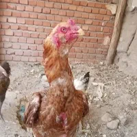 خروس لاری