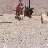 بز شیرا و جملی