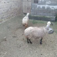 میش