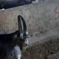 کهره بذری شاخ جفت|حیوانات مزرعه|شیراز, کوشک بیدک|دیوار