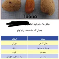 نهال بادام  شاهرودی دیم، فرانیس و تونو، سوپرنوا|خدمات باغبانی و درختکاری|شیراز, تاچارا|دیوار