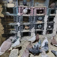 کفتر ب شرط بخاطر نداشتن جا