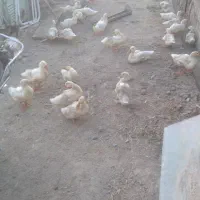 اردک