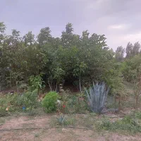 نهال مستقیم از نهالستان