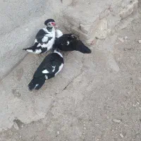 اردک ماده