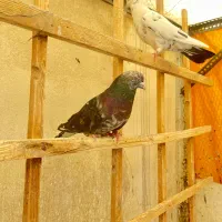 کفتر سرور نر پرشی