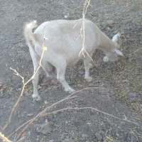 کولارو بز سانن