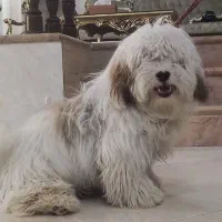 سگ شیتزو شناسنامه دار