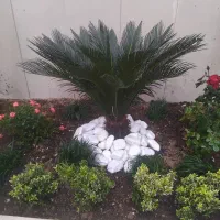 خدمات باغبانی گل گیاه آپارتمانی  گل کاری سمپاشی