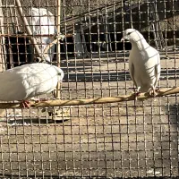 نرماده سفید چش نوک سفید|پرنده|ساوه, |دیوار