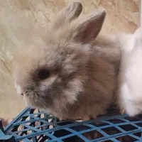 بچه خرگوش لوپ نسکافه‌ای|موش و خرگوش|کرمان, |دیوار