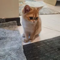 بریتیش ماده و نر