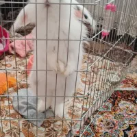 خرگوش خانگی نژاد لپی