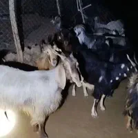بز بزغاله