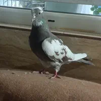 کفتر و کبوتر