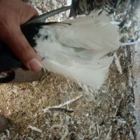 کبوتر سیاه دم سفید|پرنده|میانه, |دیوار