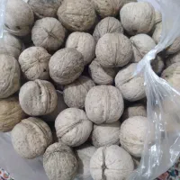 گردوی درشت مجلسی