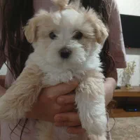 توله سگ تریر