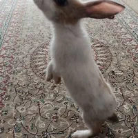 خرگوش
