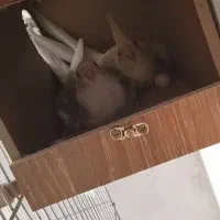 عروس هلندی|پرنده|تهران, شهرک رضویه|دیوار