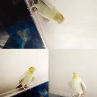 عروس هلندی سخنگو