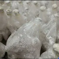 بذر انواع قارچ های خوراکی صدفی دکمه ای