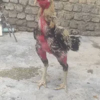 خروس