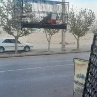 یک عدد سهره خاکی مثت خون