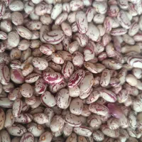 لوبیاچیتی تازه|خوردنی و آشامیدنی|سراجو, |دیوار