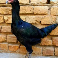 لاری وارداتی|حیوانات مزرعه|محمدیه-قزوین, |دیوار