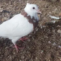 30عددکبوتر برای فروش|پرنده|کرخه, |دیوار