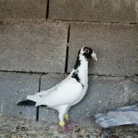 4 عدد پلاکی|پرنده|شیراز, سلطان آباد|دیوار