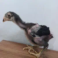 جوجه لاری|حیوانات مزرعه|بابکان, |دیوار