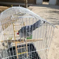 کاسکو /دم قرمز /نر / دو ساله / سخنگو|پرنده|مشهد, فلسطین|دیوار