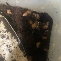 حلزون تراپی