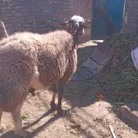 قوچ افشاری|حیوانات مزرعه|نیمبلوک, |دیوار