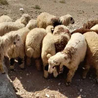 ۱۹ عدد بره چاق|حیوانات مزرعه|شوشتر, |دیوار