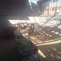 بره نر افشار|حیوانات مزرعه|شاهین‌شهر, گرگاب|دیوار