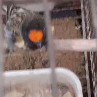 گلبسر قناری|پرنده|بروجرد, |دیوار