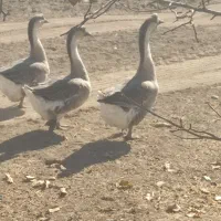 سه عدد غوغاز یک نر دوتا ماده