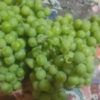ابغوره دشمن زیاری