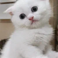 گربه اسکاتیش سفید