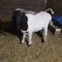 بره و کره|حیوانات مزرعه|رفسنجان, |دیوار