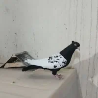 ماده سینه سیاه|پرنده|داراب, |دیوار