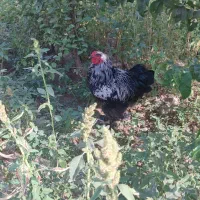 مرغ و خروس