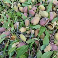 بادام ارگانیک کوهستان های زنجان